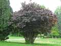 Corylus maxima Purpurea