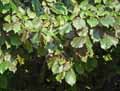 Corylus maxima Purpurea