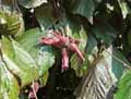 Corylus maxima Purpurea