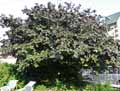 Corylus maxima Purpurea