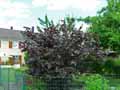 Betulaceae-Corylus-maxima-Purpurea-Noiseitier-pourpre-Grand-coudrier-Noisetier-de-Lombardie.jpg