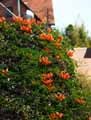 Campsis radicans