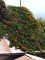 Campsis radicans