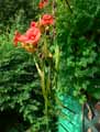 Campsis radicans