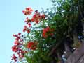 Bignoniaceae-Campsis-radicans-Bignone-Jasmin-de-virginie-Jasmin-trompette.jpg