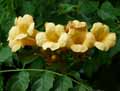 Campsis radicans Flava