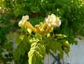 Bignoniaceae-Campsis-radicans-Flava-Bignone-jaune-Jasmin-de-virginie-Jasmin-trompette.jpg