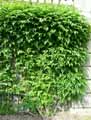 Bignoniaceae-Campsis-x-tagliabuana-Bignone-Mme-Galen.jpg