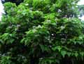 Catalpa bignonioides