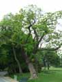Catalpa bignonioides