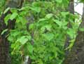Catalpa bignonioides
