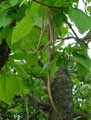 Catalpa bignonioides