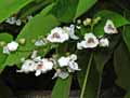 Bignoniaceae-Catalpa-bignonioides-Catalpa-commun-Catalpa-de-Caroline.jpg