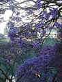Jacaranda mimosifolia