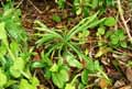 Bignoniaceae-Phyllarthron-comorense-Phyllarthron.jpg