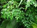 Radermachera sinica