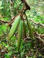 Spathodea campanulata