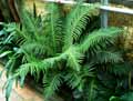Blechnum brasiliense