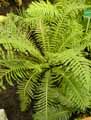Blechnum cycadifolium