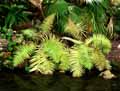 Blechnum gibbum