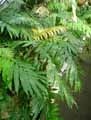 Blechnum moorei