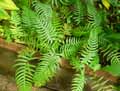 Blechnum occidentale