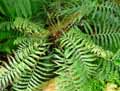 Brainea insignis