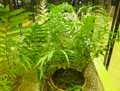 Stenochlaena palustris