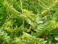 Alkanna orientalis