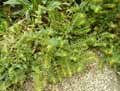 Alkanna orientalis