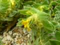 Alkanna orientalis