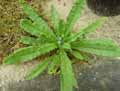 Boraginaceae-Anchusa-arvensis-Buglosse-des-champs.jpg