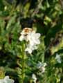 Boraginaceae-Anchusa-arvensis-ssp.-arvensis-Buglosse-des-champs.jpg