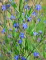 Anchusa azurea