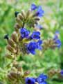 Anchusa officinalis