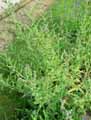 Boraginaceae-Anchusa-officinalis-Buglosse-officinale.jpg