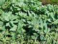Boraginaceae-Asperugo-procubens-Rapette.jpg
