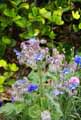 Boraginaceae-Borago-officinalis-Bourrache-Pain-des-abeilles.jpg