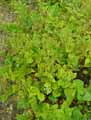 Brunnera macrophylla
