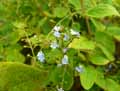 Boraginaceae-Brunnera-macrophylla-Buglosse-de-Siberie.jpg
