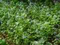 Boraginaceae-Buglosse-Jack-Frost-Jack-Frost-Buglosse-Jack-Frost-20131124134059.jpg