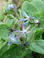 Caccinia macranthera var. crassifolia