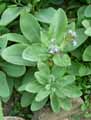 Caccinia macranthera var. crassifolia