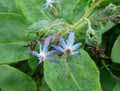 Caccinia macranthera var. crassifolia