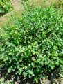 Boraginaceae-Cerinthe-minor-Petit-Melinet-Melinet-mineur.jpg