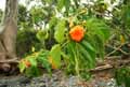 Boraginaceae-Cordia-subcordata-Ingha-inga-Trompette-de-mer-Tou-Kou.jpg