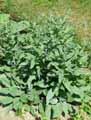 Boraginaceae-Cynoglossum-creticum-Cynoglossum-pictum-Cynoglosse-de-Crete.jpg