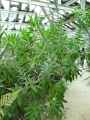 Echium fastuosum, candicans