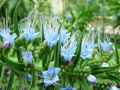 Echium fastuosum, candicans