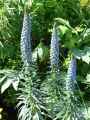 Echium fastuosum, candicans
